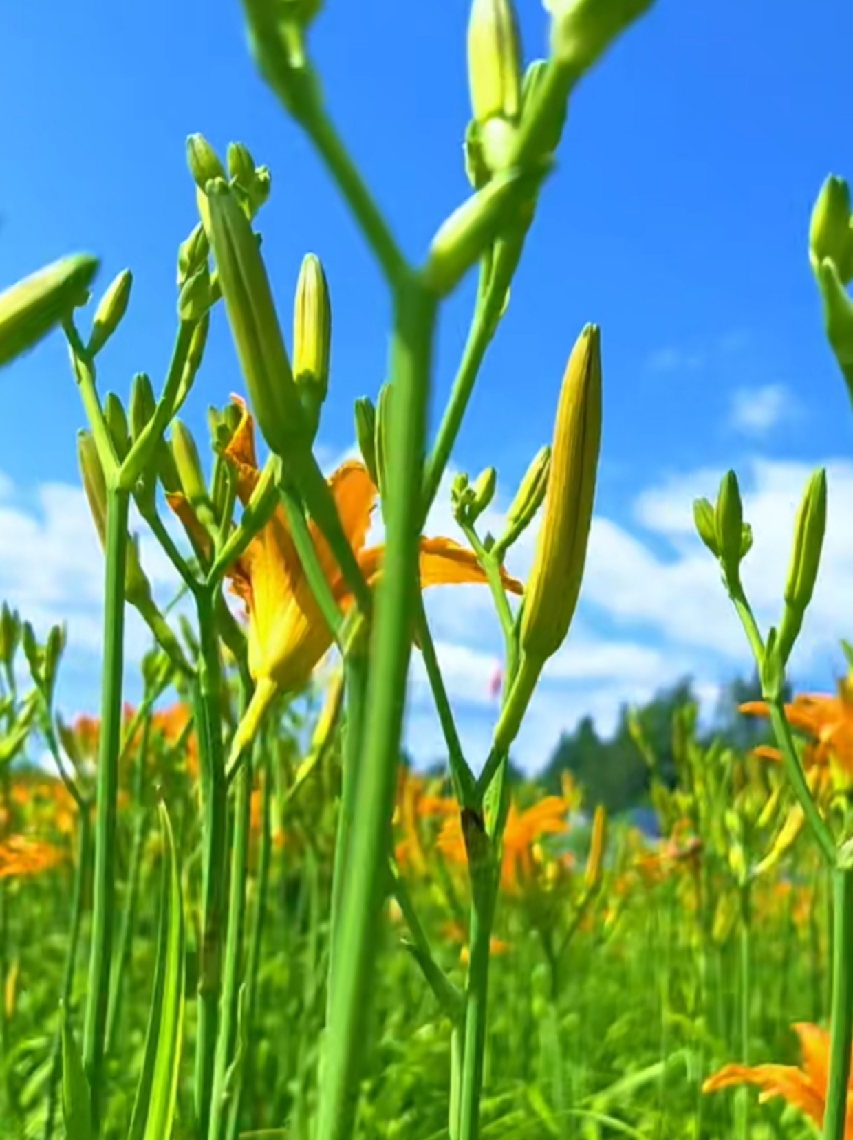 渠县黄花种植基地图